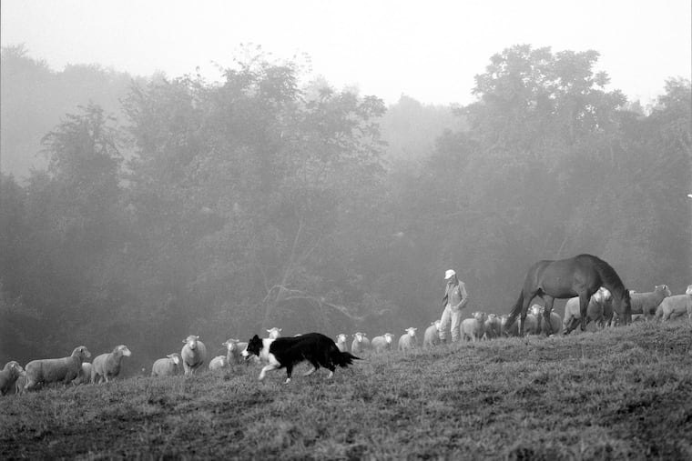 Keith Martin, owner of Elysian Fields Sheep Farm and Pure Bred Lamb, on his farm.