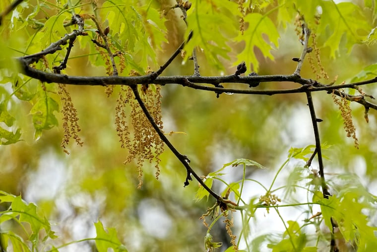 An oak tree with new leaf growth also shows pollen and a drop of water hanging among its branches. (AP Photo/Tony Gutierrez, File)