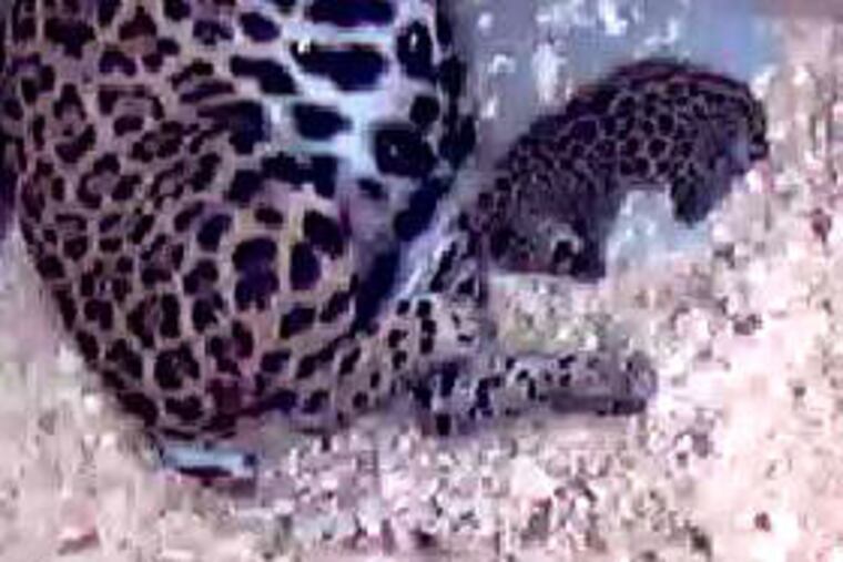 Here's the new jaguar, unnamed, at the Philly zoo, who was born
Friday, June 3, 2011, to mother Kanga (pictured) and father Jutai.