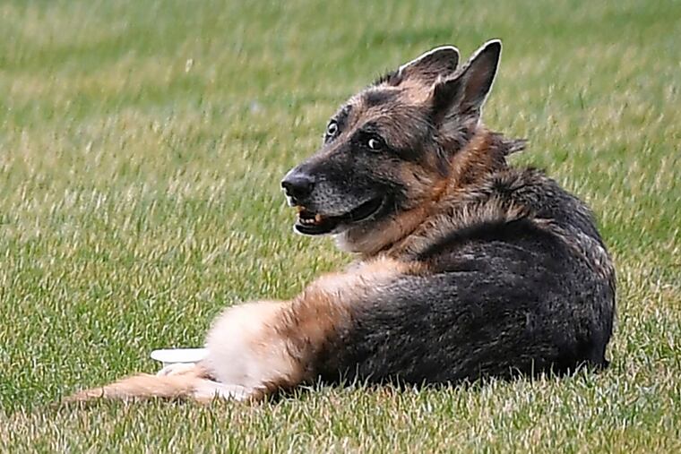 President Joe Biden and first lady Jill Biden's dog Champ is seen on the South Lawn of the White House in Washington on March 31, 2021.