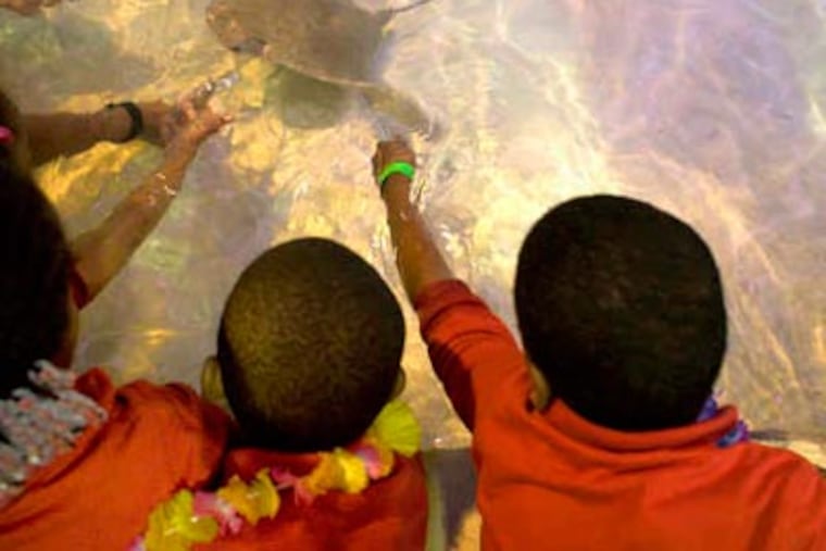 From left, Fatima Gbadamssi, 7; Jadier Smith, 6; and Kelvin Marshall, 7, feed a stingray in the new interactive exhibit. (Ed Hille / Staff Photographer)