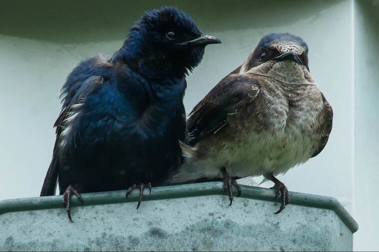 Bird baths are great breeding grounds for mosquitos. (Paul Reeves/Dreamstime/TNS)