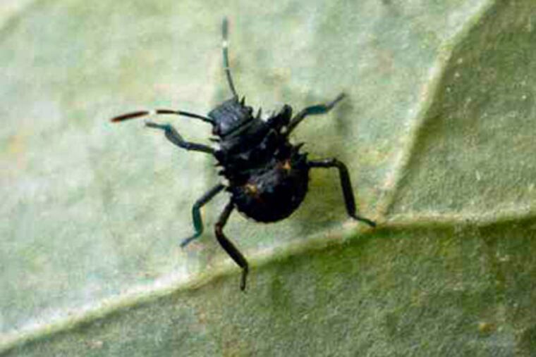 When immature, stinkbugs look like ticks and don't fly.