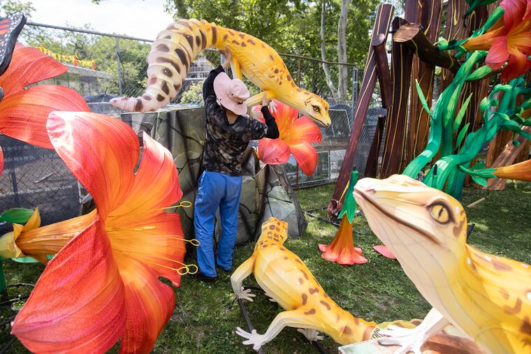 Work continues on setting up the display titled Galahs and Trumpet Vines for the Philadelphia Chinese Lantern Festival on June 12, 2024. This area contains lizards, flowers, butterflies and birds.
