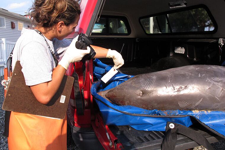 Danielle Monaghan, a staffer at the Marine Mammal Stranding Center in Brigantine, photographs a dead dolphin that washed ashore on Aug. 21, 2013, in Spring Lake, N.J. (WAYNE PARRY / Associated Press)