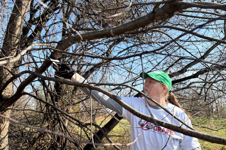 Allison Weitzel scrapes egg masses of spotted lanternflies from a tree at Ida Lee Park in Leesburg, Virginia.