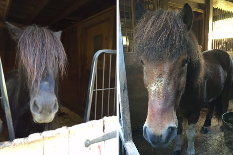 Fengur and Score, both former show horses, died in a Bucks County stable fire early Monday morning.