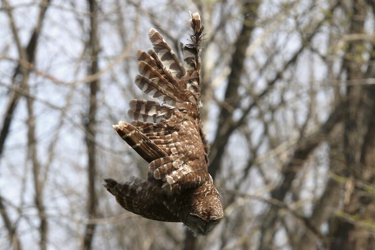 In this April 6, 2019, photo provided by Bill Hulsebus, a barred owl is seen caught in fishing line in a tree at the Springfield Conservation Nature Center in Springfield, Mo. The owl caught a lucky break when a snorkeler banded with wildlife officials to rescue the bird from the fishing line tangled in trees above the James River. (Bill Hulsebus via AP)