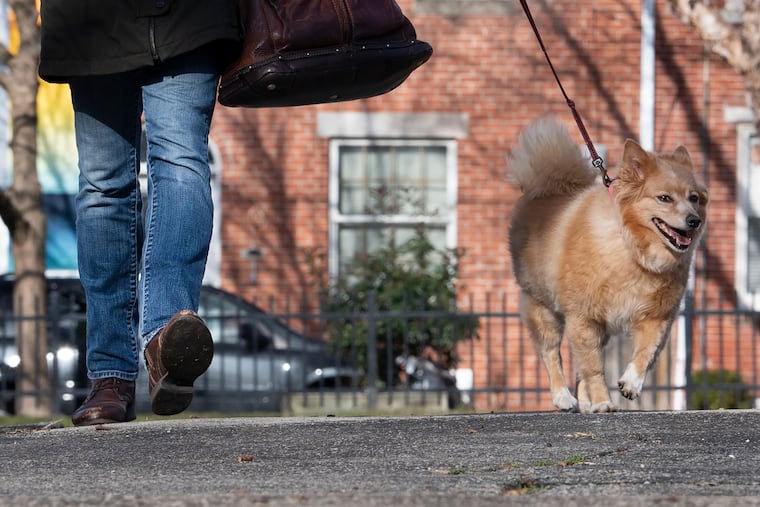 A neighbor walks a dog in Gold Star Park, where a dog walker who lived across the street was killed in front of his fiancee in a dispute with another dog walker.