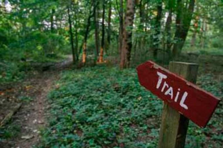 The Batona Trail in the New Jersey Pinelands.