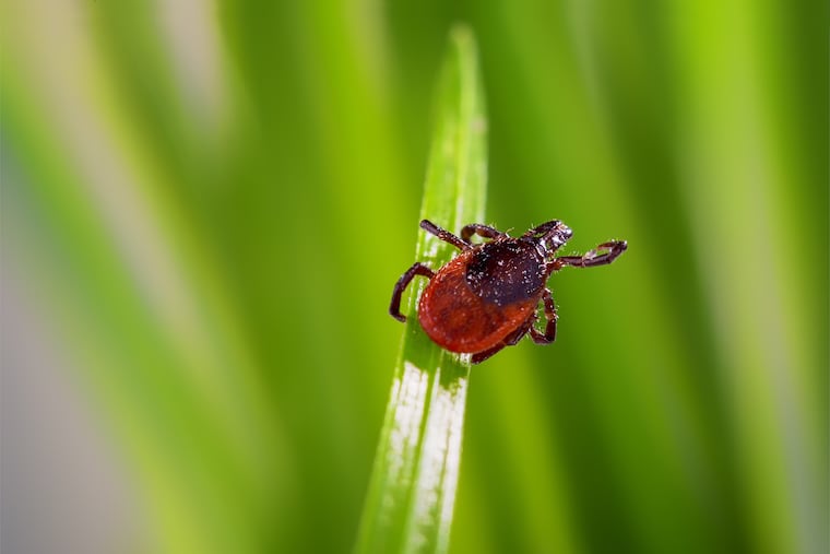 A bite from this deer tick can cause Lyme disease, an illness that deserves more comprehensive insurance coverage for treatment.