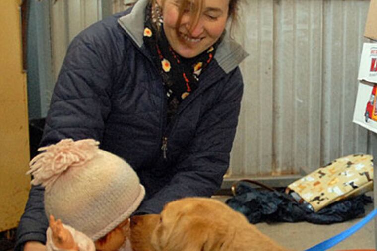 Meg Boscov of Main Line Mutt Match uses a baby doll to test if a lab mix named Angel will be friendly to small children. (Ron Tarver / Staff Photographer)