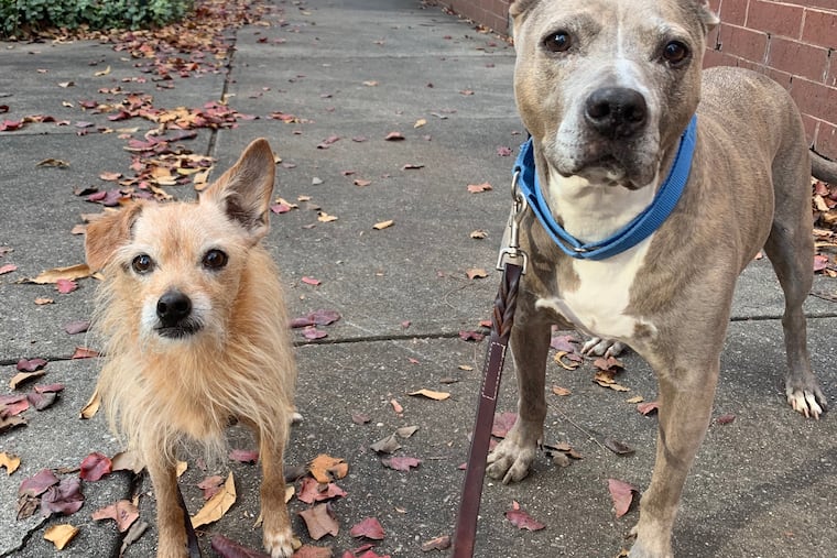 Super (left) and Muffin (right) take a walk with Marisa Scully, a longtime dog trainer with concerns about pandemic adoptions, on the 2100 block of Race Street.