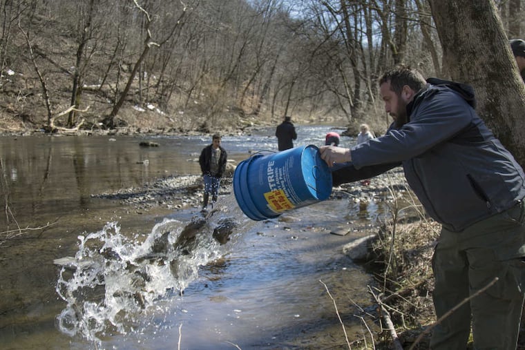 Volunteer unloading trout into the Wissahickon Creek in advance of Trout season kick-off April 1. At the Intersection of W Bells Mills Rd. & Forbidden Drive. Thursday afternoon, March 23, 2017.