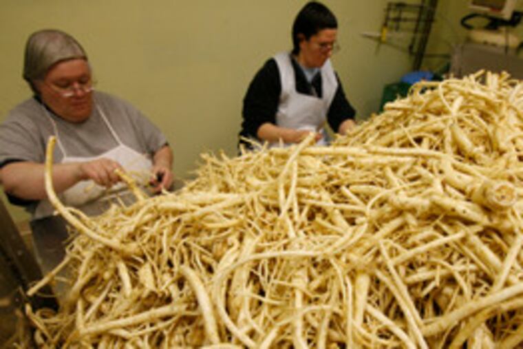Robin Hinsdale (left) and Elizabeth Guazzo sort and scrape horseradish roots at Kelchner's in Dublin, Pa. The bracing condiment has been processed there since 1938.