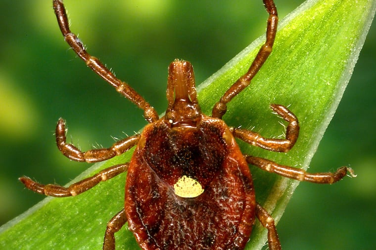 A female Lone Star tick, which has been found across the Southeast and in parts of Pennsylvania and New Jersey.