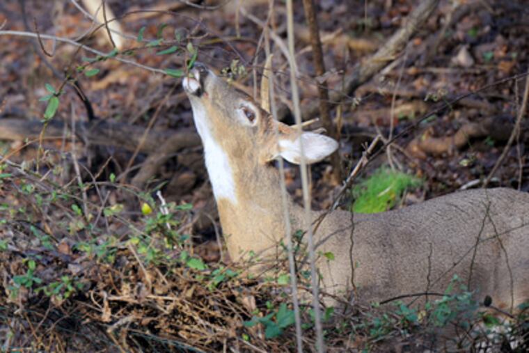 The woodlands are under attack from insects, disease, invasive plant species, fires, and herds of deer feeding on new growth. (Sharon Gekoski-Kimmel / Staff Photographer)