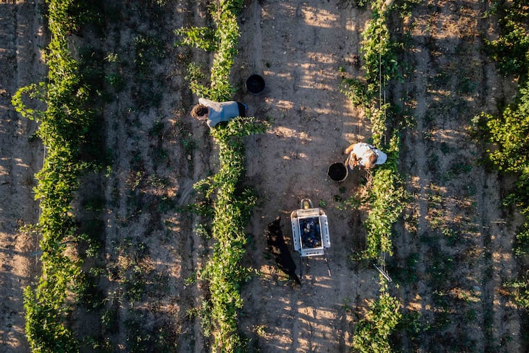 Workers pick bunches of grapes during an August 2023 harvest at a vineyard.