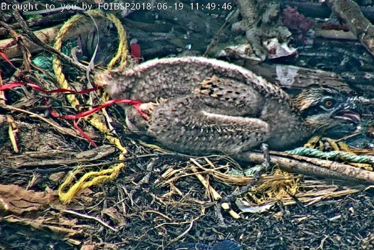 A three-week old osprey found caught in a plastic balloon ribbon on Sedge Island, off Island Beach Park, was rescued Tuesday, June 19, by Ben Wurst of Conserve Wildlife Foundation of New Jersey.