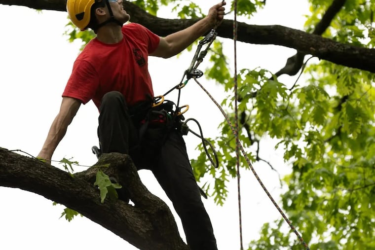 Pennsylvania tree climber competes at a previous Penn-Del Chapter of the International Society of Arboriculture annual tree climbing competition. The winner of the annual, roving event will compete in an international event in New Zealand.