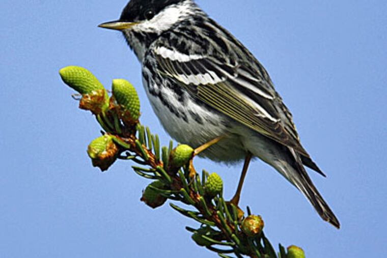 The blackpool warbler is abundant throughout most of its range, yet because it occupies only a few sites in Pennsylvania, it is listed as endangered in the state. (Brian Small / Vireo)