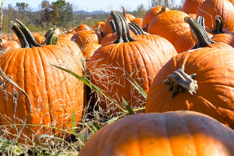 Like pumpkins, shown here in a Pennsylvania supplier's field, "Indian Summer" is an autumn staple.