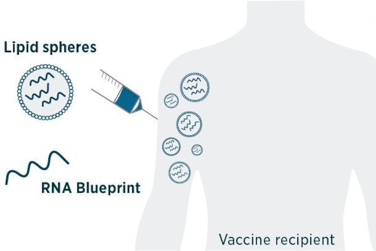1. The person administering the shot depresses the syringe into the recipient's arm, injecting billions of tiny spheres made of waxy molecules called lipids. Each one contains several copies of the RNA blueprint for making the spike on a coronavirus particle.