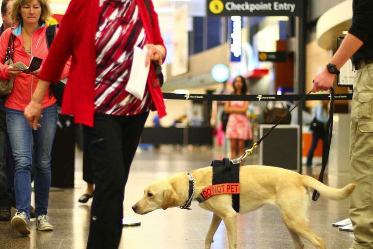Mitchel Parish, far right, a TSA Explosive Detection Canine Handler, follows Oonda, a yellow lab, as she sniffs travelers entering a security station at SeaTac International Airport on Wednesday, Oct. 1, 2014 in Seattle. The TSA announced they will be using the animals to detect explosives and explosive components in the airport. (AP Photo/The Seattle Times, John Lok) SEATTLE OUT; USA TODAY OUT; MAGS OUT; TELEVISION OUT; NO SALES; MANDATORY CREDIT TO BOTH THE SEATTLE TIMES AND THE PHOTOGRAPHER