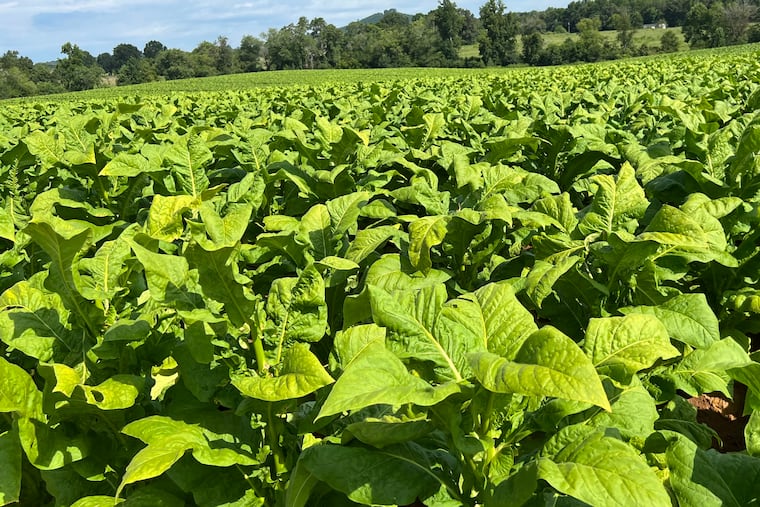 22nd Century says it used a patent-protected process to control nicotine biosynthesis in the tobacco plant so that an entire pack of the company’s cigarettes has about as much nicotine as one Marlboro. But anti-smoking groups oppose greenlighting just one plant biotech’s products and instead urge federal regulators to set a low-nicotine standard for the entire industry.