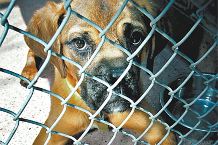 One of the many dogs being held at the SPCA awaiting the outcome of court cases before they can be released or euthanized. (Alejandro A. Alvarez / Daily News)