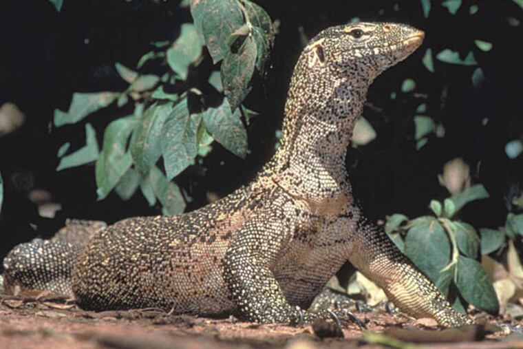 A monitor lizard, in "Reptiles: The beautiful and Deadly" at the Academy of Natural Sciences, opening events. (Credit: Joe McDonald)