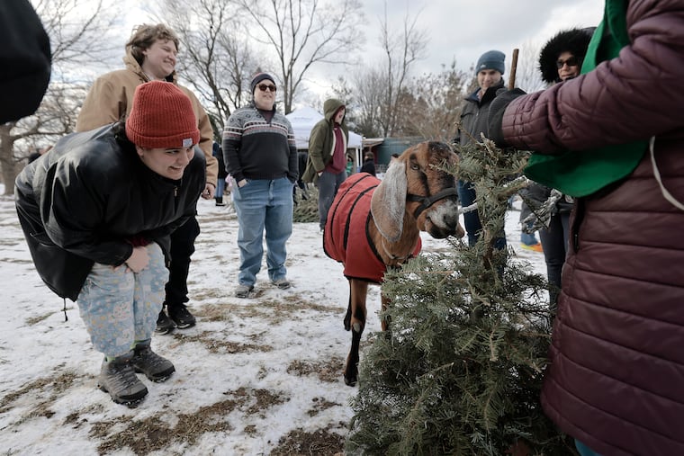 Teddy the goat attacks a crowd as he eats a Christmas tree during Philly Goat Project’s 2025 Tree-Cycle Festival at the Farm at Awbury in Philadelphia on Saturday, January 11, 2025. The final day to recycle Christmas trees with the goats is January 18, 2025 from 12-3 pm at The Conservatory at Laurel Hill West, 215 Belmont Avenue, Bala Cynwyd.