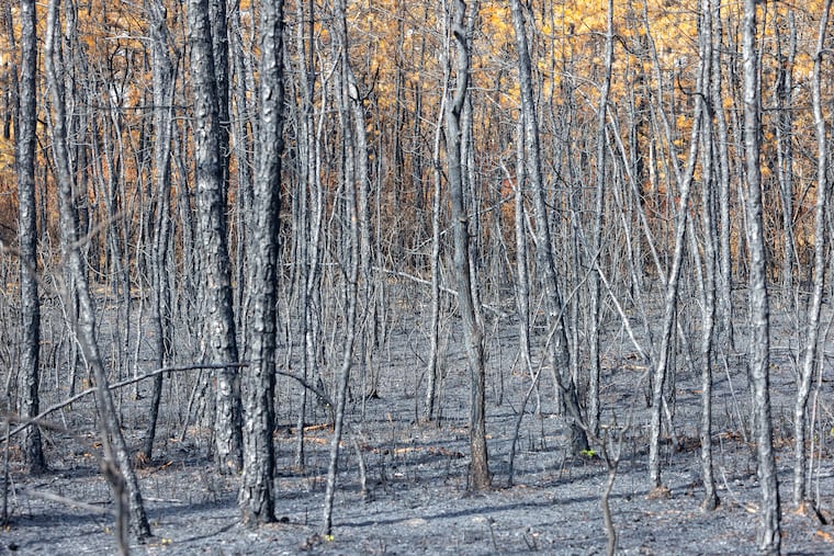 A stand of charred pitch pine trees at Wharton State Forest in Shamong, N.J., on July 8, 2022. A 13,500-acre blaze raced through the Pinelands last month.