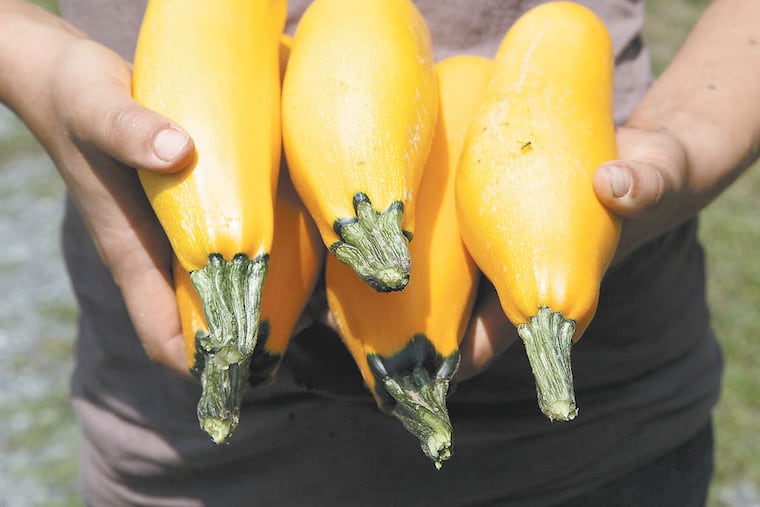 Lynn Trizna, farm program manager, holds some freshly picked summer squash. Rodale Institute Organic Farm in Easton, Pa., grows about 12 types of vegetables that are used in the cafeteria of St. Luke's Hospital, Anderson Campus, which is next to the fields. ( MICHAEL S. WIRTZ / Staff Photographer )