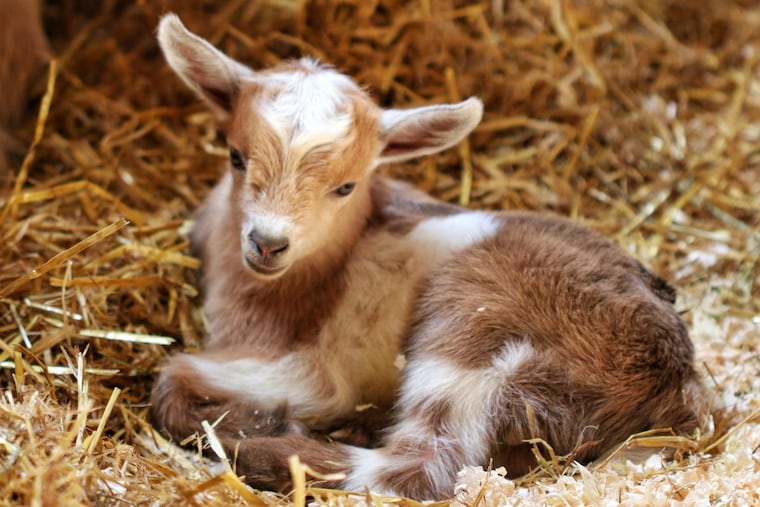 Zoo New England's newest baby goat is named Foles because they lost a Super Bowl bet to the Philadelphia Zoo.