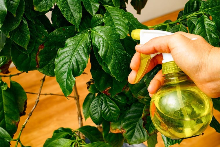 Dry winter air can be damaging — consider misting plants or turning on a humidifier for them.