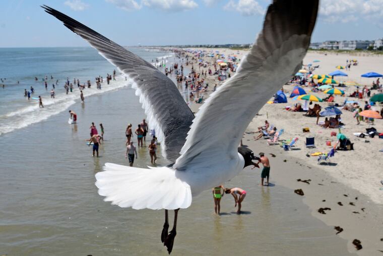 A gull swoops down on beach-goers in Ocean City.