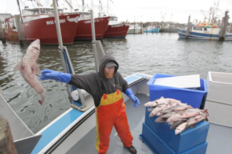 Michael Lohr, on the Dana Christine, throws dogfish onto a conveyor belt that deposits them in a large box of ice at the Viking Village dock in Barneagat Light on Long Beach Island. (Michael Bryant / Staff Photographer)