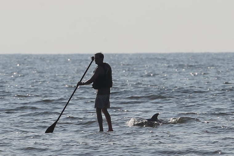 Nikolas Pattantyus searches for dolphins off the 109th Street beach of Stone Harbor with his paddleboard Thursday August 3, 2017.