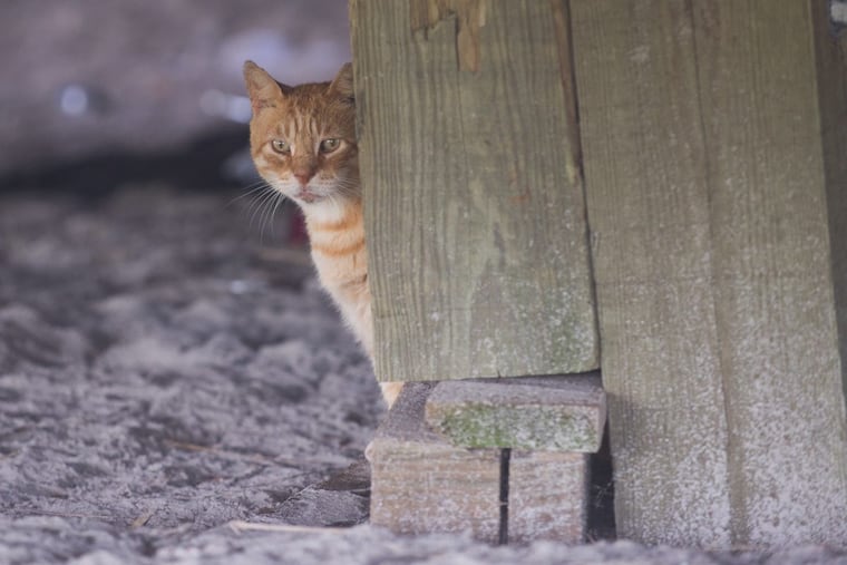 Julius, one of the cats living at the New York avenue cat colony.