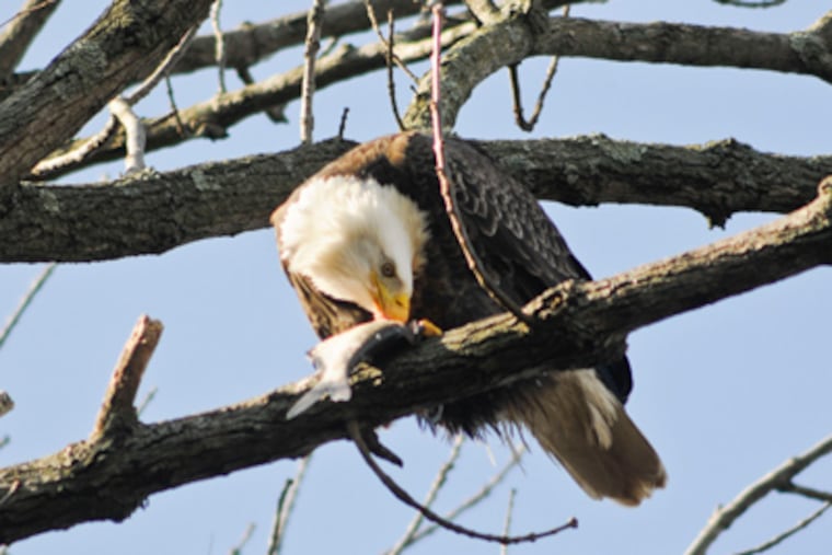 An eagle perched in a tree eats a fish that it snatched from the Susquehanna River south of the Conowingo Dam in Maryland on November 12, 2012. ( RON TARVER / Staff Photographer )