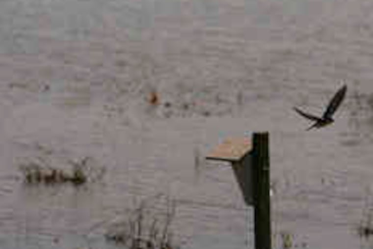 A bird flies from a birdhouse at the John Heinz National Wildlife Refuge at Tinicum. Officials at the refuge work closely with the airport to minimize contact between birds and aircraft.