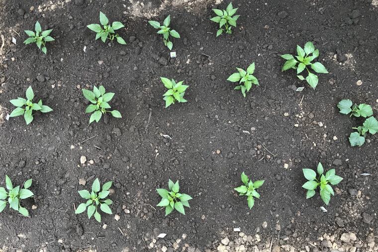 Peppers are on sale! Get your peppers.