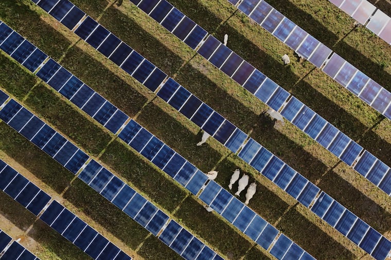 Cattle graze under solar panels Tuesday, April 28, 2026, at a farm in Christiana, Tenn.