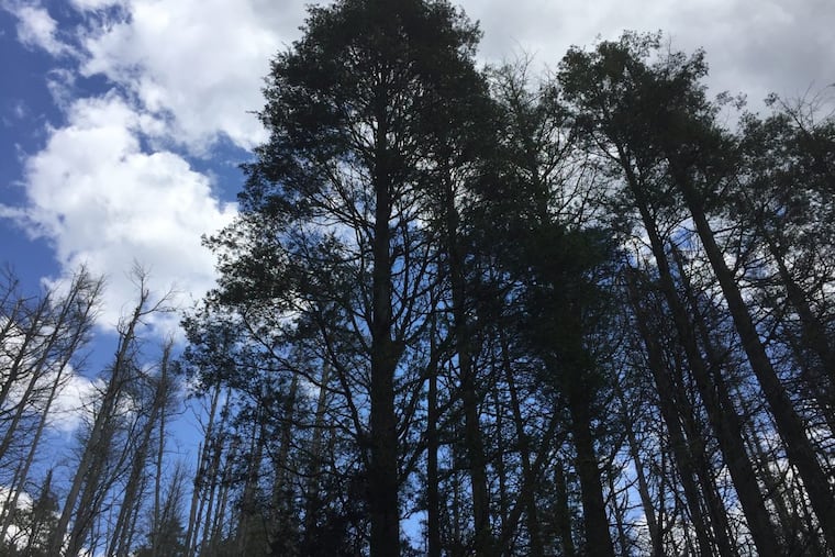 Can nature help with healing? The U.S. military aims to find out