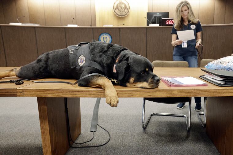 Crisis Canines member Axel, a 4-year-old Rottweiler, just returned to New Jersey from Uvalde, Texas.