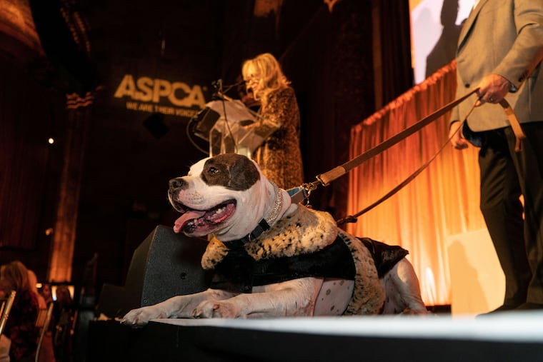 Sweet Pea receives the ASCPA Dog of the Year