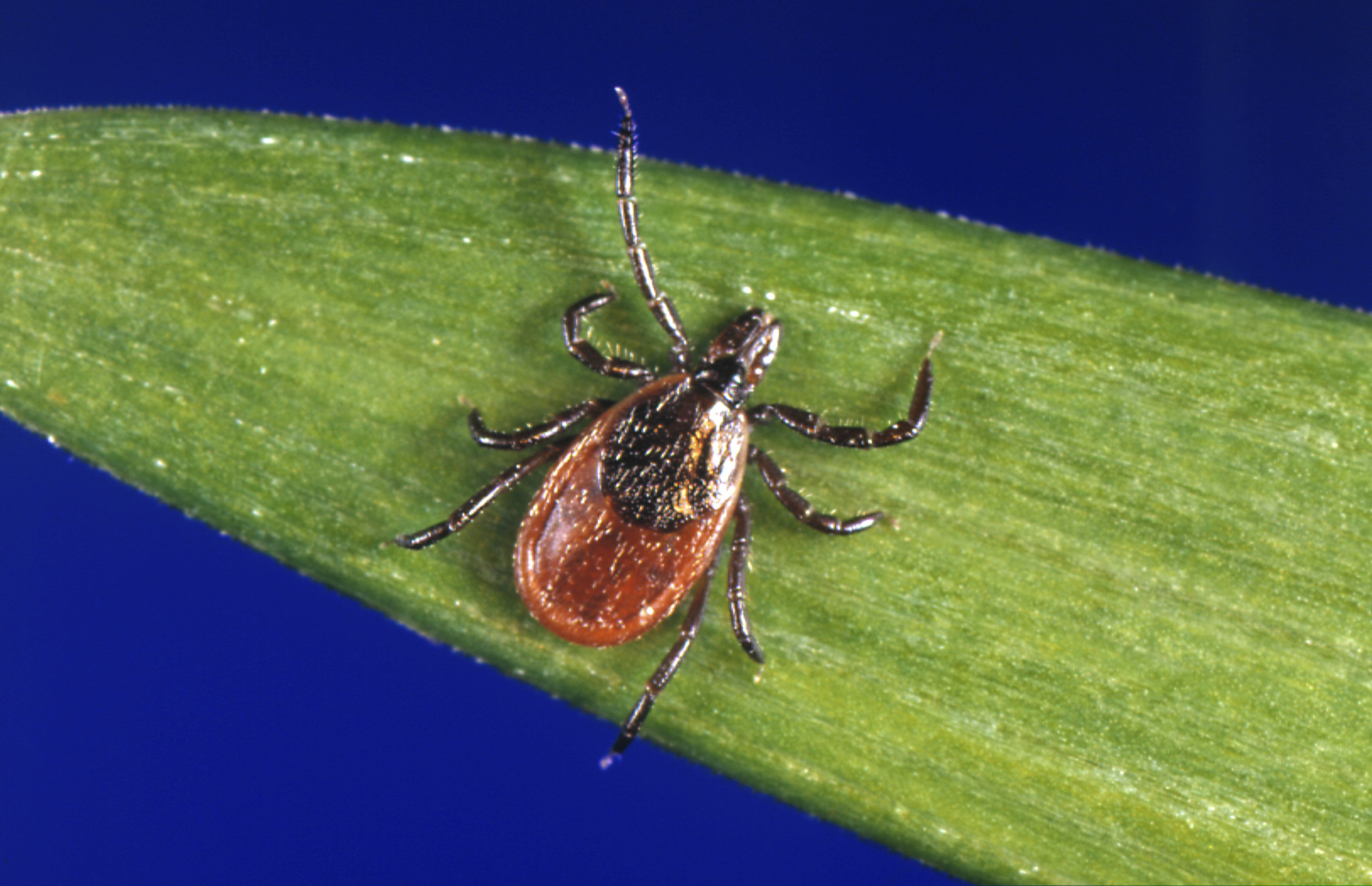 A blacklegged tick, also known as a deer tick, rests on a plant.