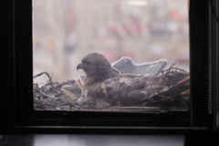 One of the hawks nesting in January outside the Franklin Institute on Center City's Logan Square. A building crew had fastened a board to the ledge to give the nest more stability.