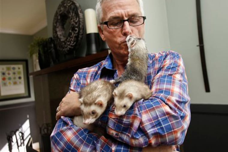 In this Wednesday, Dec. 19, 2012 photo, Pat Wright, an advocate for legalizing ferret ownership in California, gets a kiss from one his three ferrets at his home in La Mesa, Calif. The ferrets live peacefully along with Wright's three dogs and a cat. ferret fans argue that the foot-long domesticated creatures make excellent pets and shouldn�t be regulated by wildlife agencies as such. (AP Photo/Lenny Ignelzi)